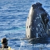 whale_humpback_h_00145_dom2188.jpg
